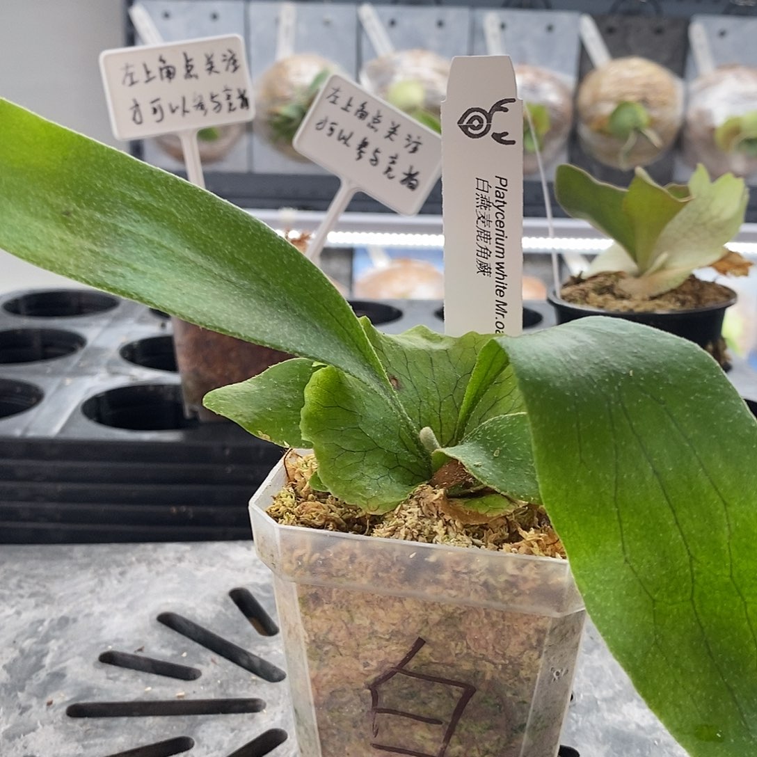 无花朵鹿角蕨白燕麦