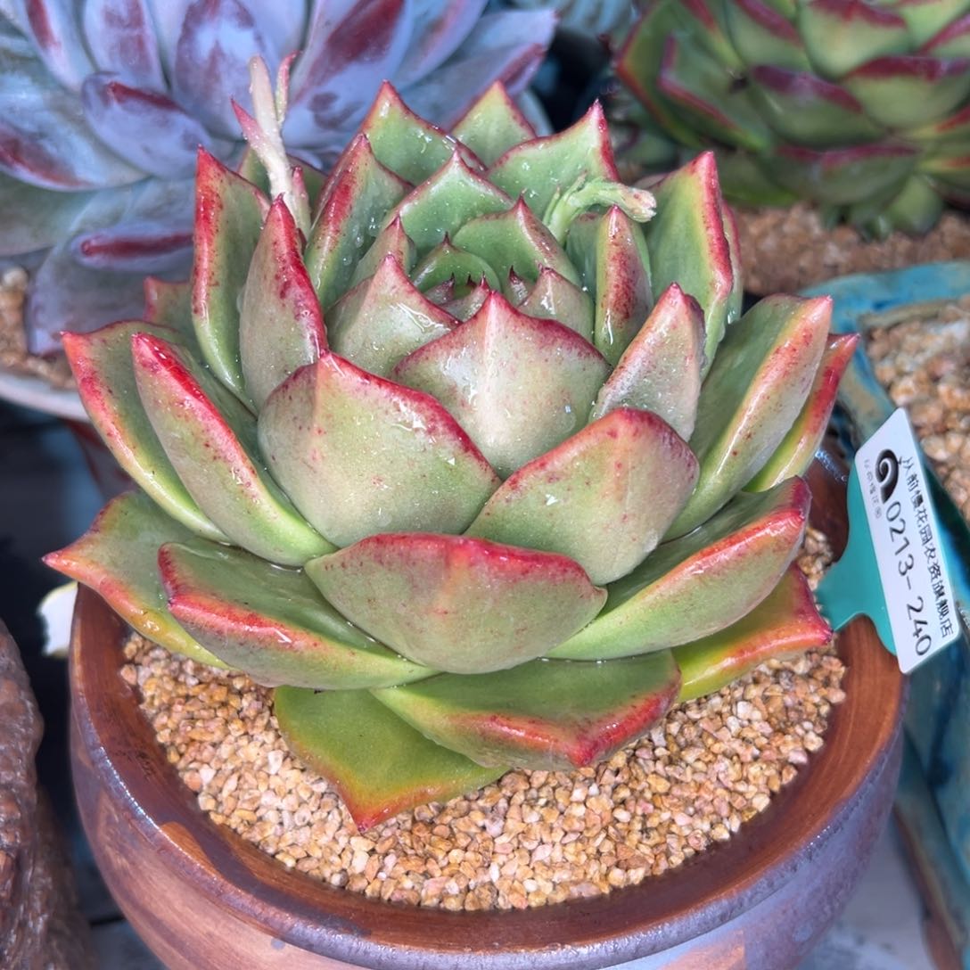 多肉一物一拍0213-240