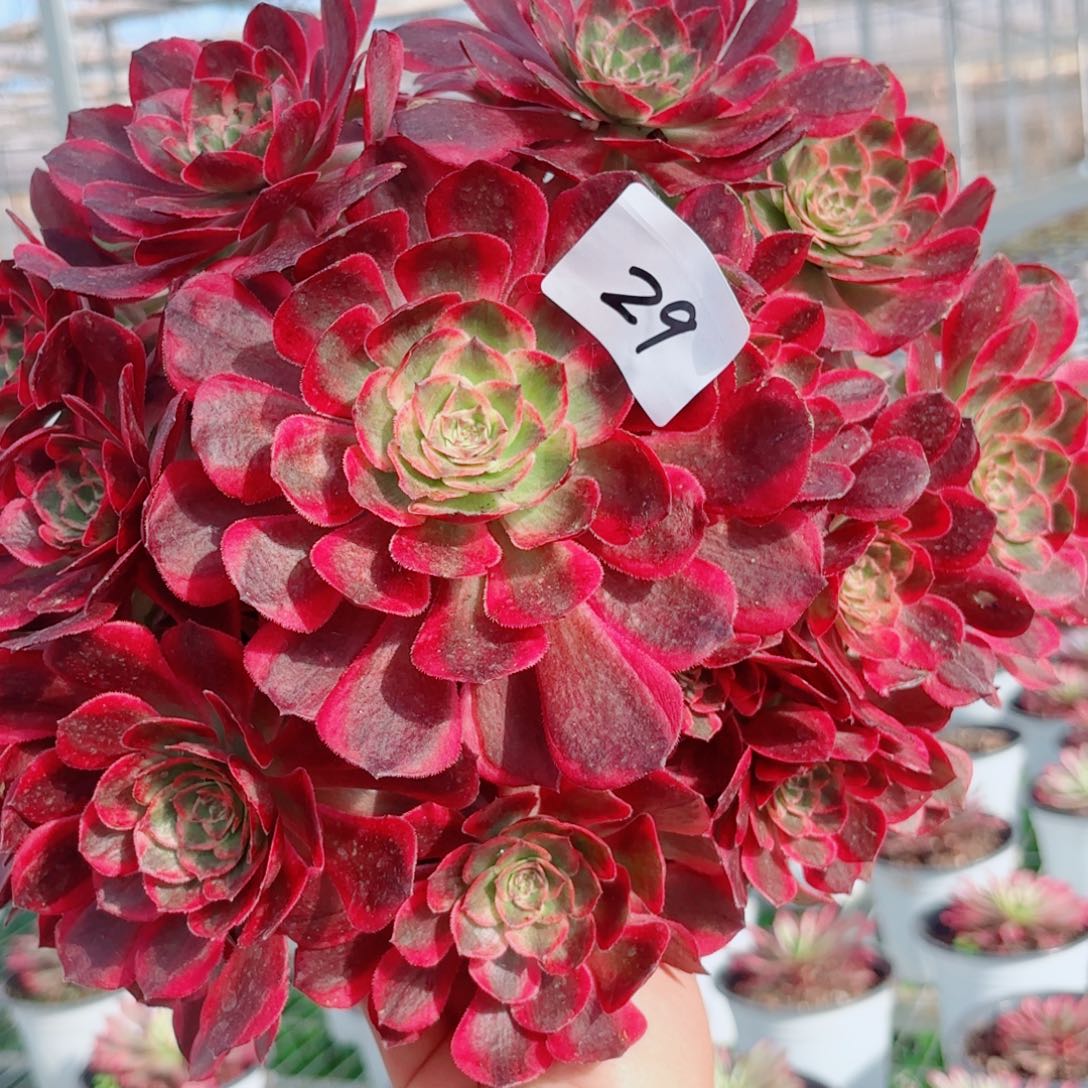 一物一拍多肉法师29