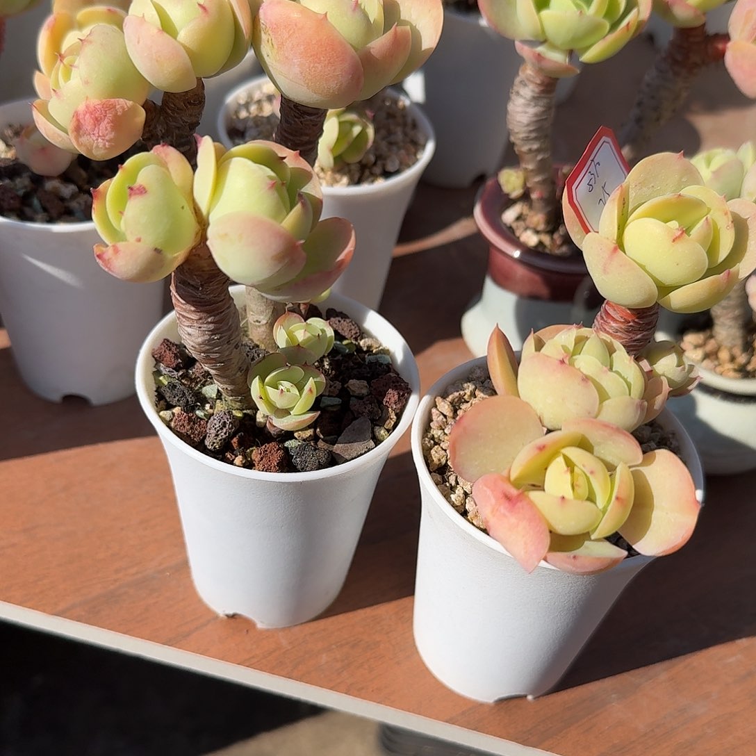 致***0鸡蛋碧桃多肉植物两颗