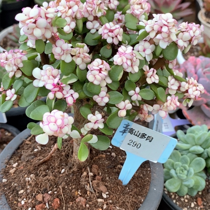 D290- 直播福利 金枝玉叶