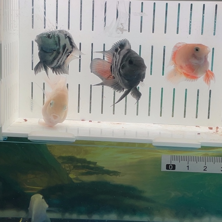 好***来鹦鹉鱼88888888888888