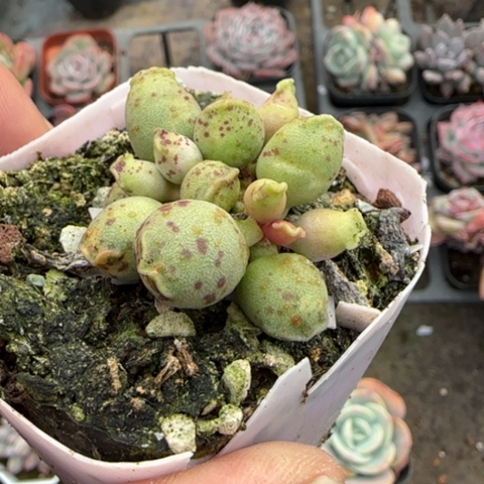 97海豹多肉植物多