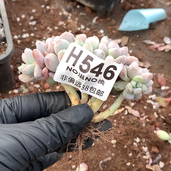 菩提子缀化546 亏本处理退款拉黑7-8天发货