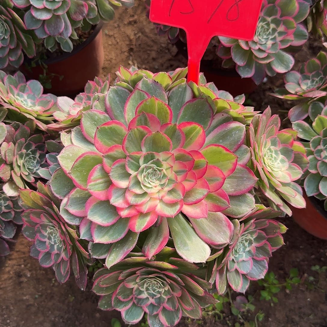 4598万紫千红多肉法师