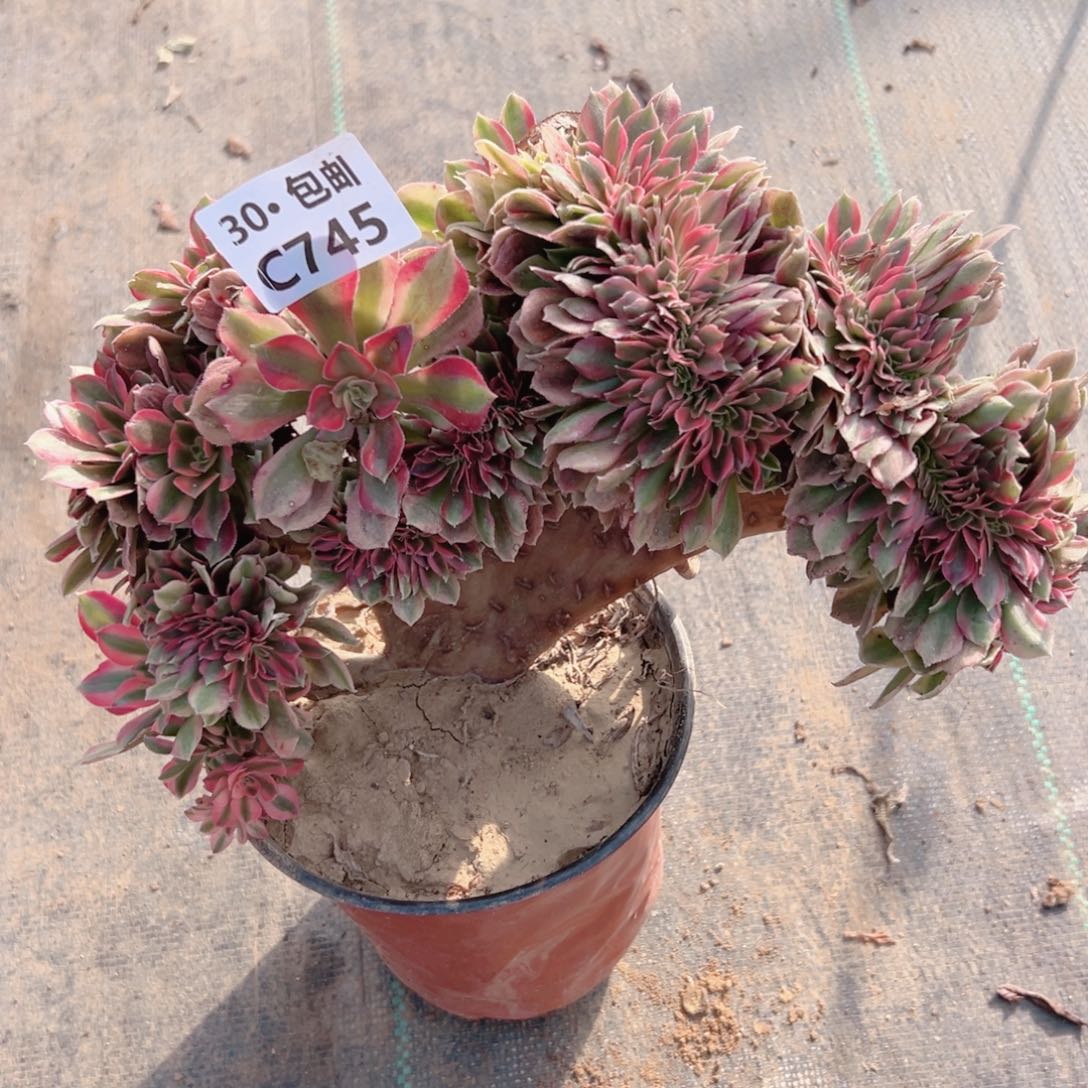 红秀缀745多肉法师