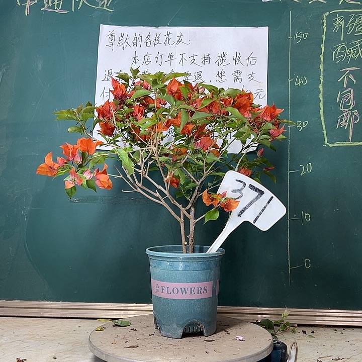 完全开放双杆 热火桑巴371