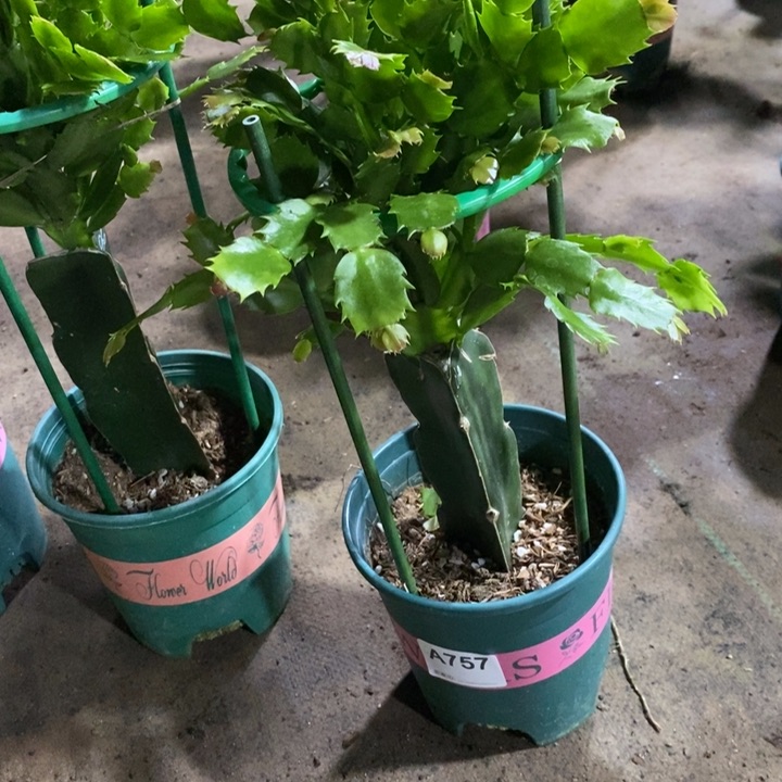 当前无花栽培后可以开花757嫁接060