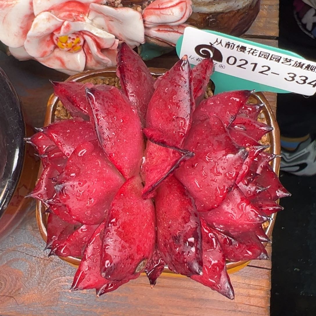 从前慢多肉精选编号0212.334