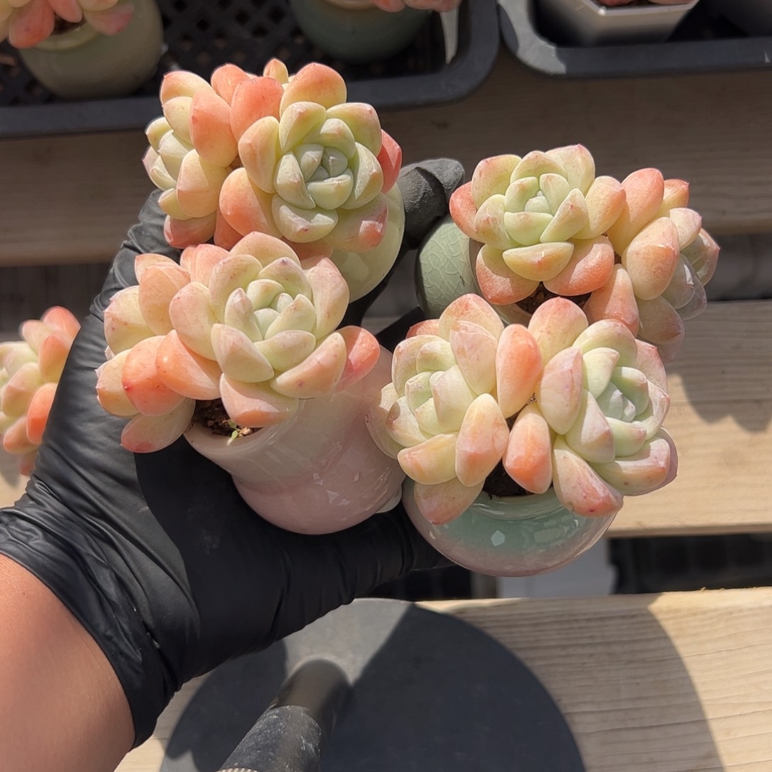 >****2542，四个双头冰玉带盆