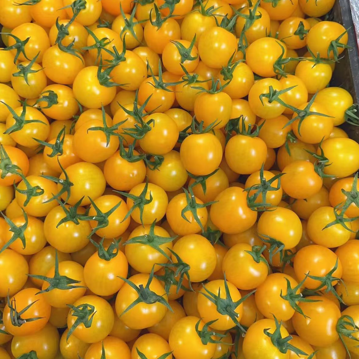 果切黄色千禧番茄一盒300g帮洗净