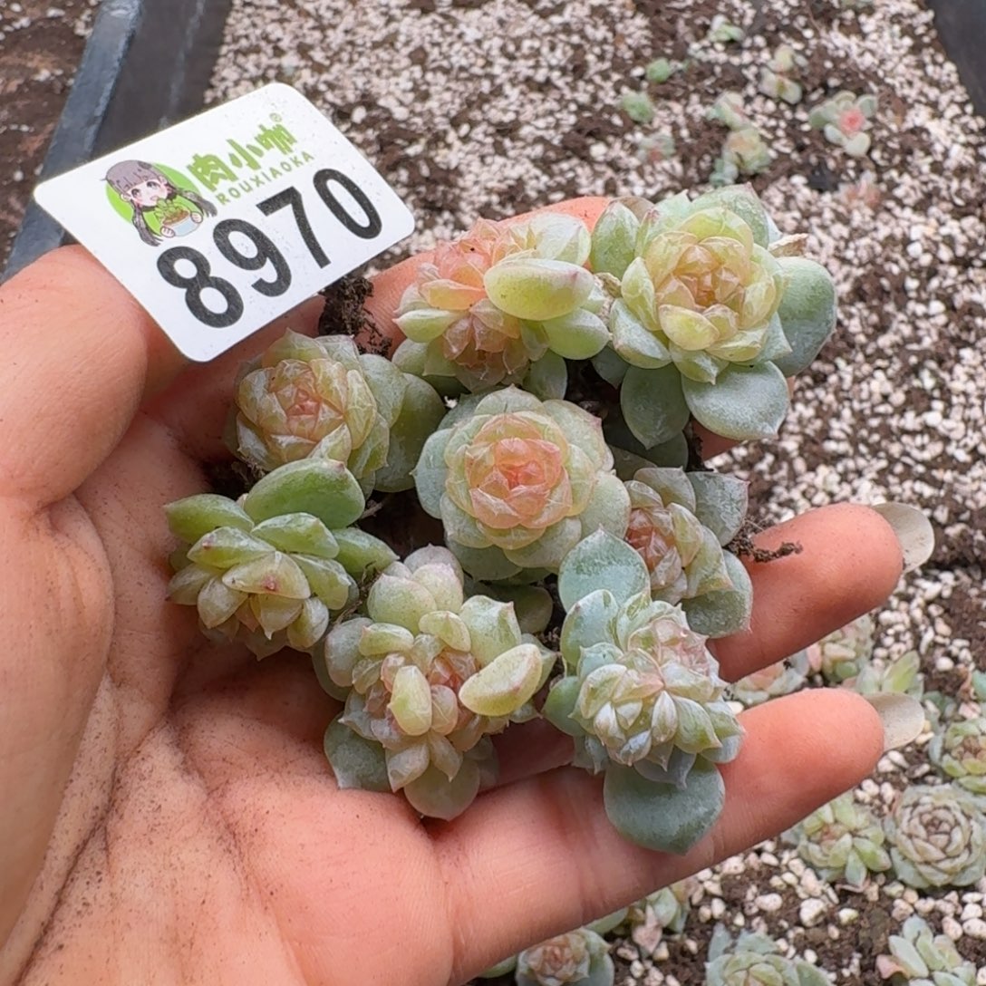多肉植物多肉植物
