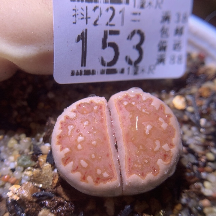 精品生石花221.153