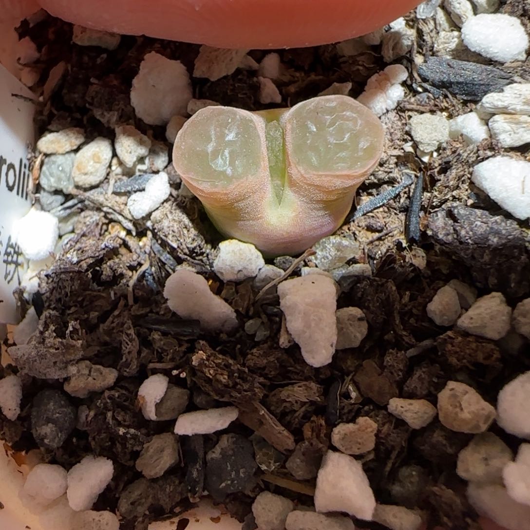 肉锥多肉植物百科-磁铁674