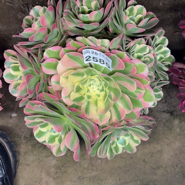 2585白凤多肉植物