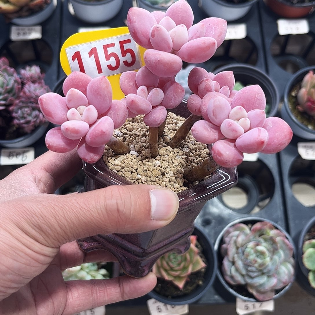 1155神仙香水托土发货