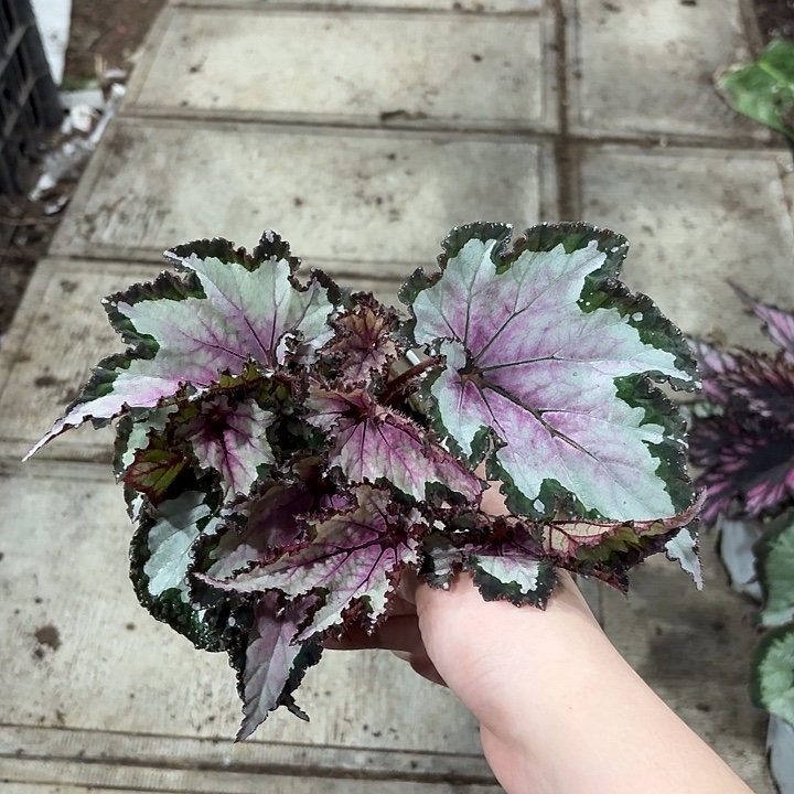 完全开放团扇秋海棠