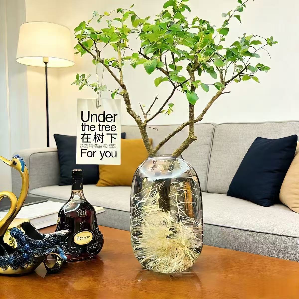 【小叶女贞】鲜切枝室内水培植物好养活赏叶赏枝居家软装茶室摆件