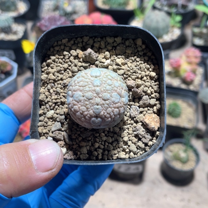 720凝提玉仙人球