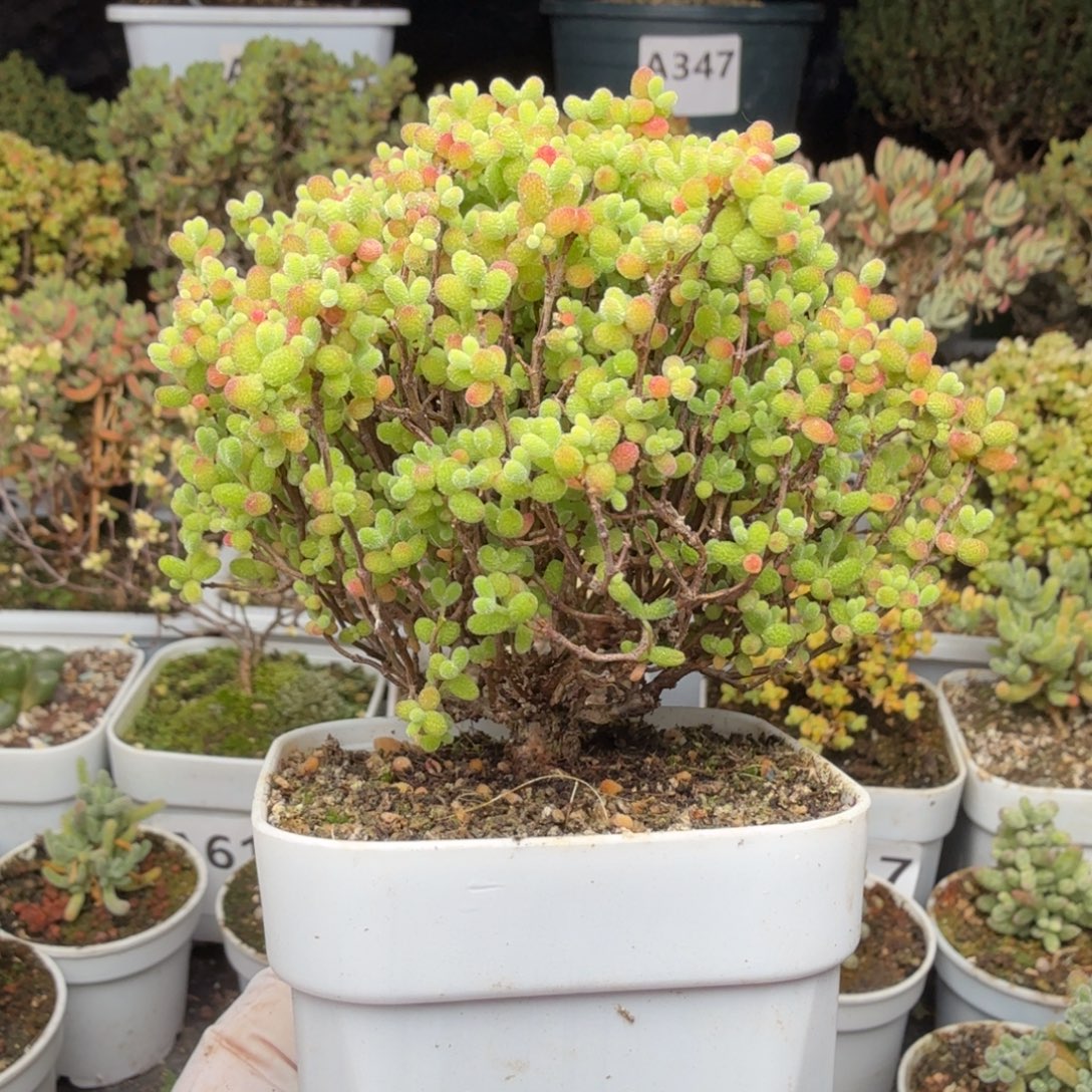 A708蜜橘糖球枝干