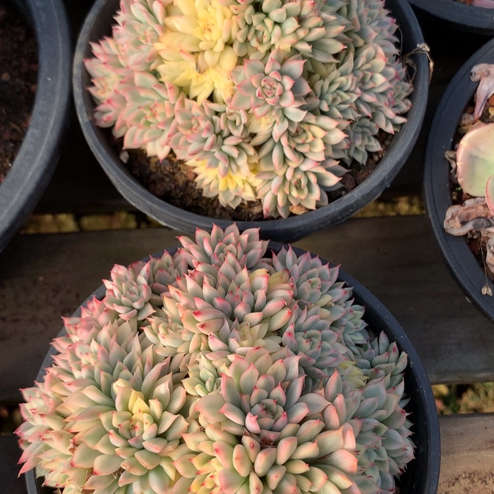 女厨锦群生12cm左右