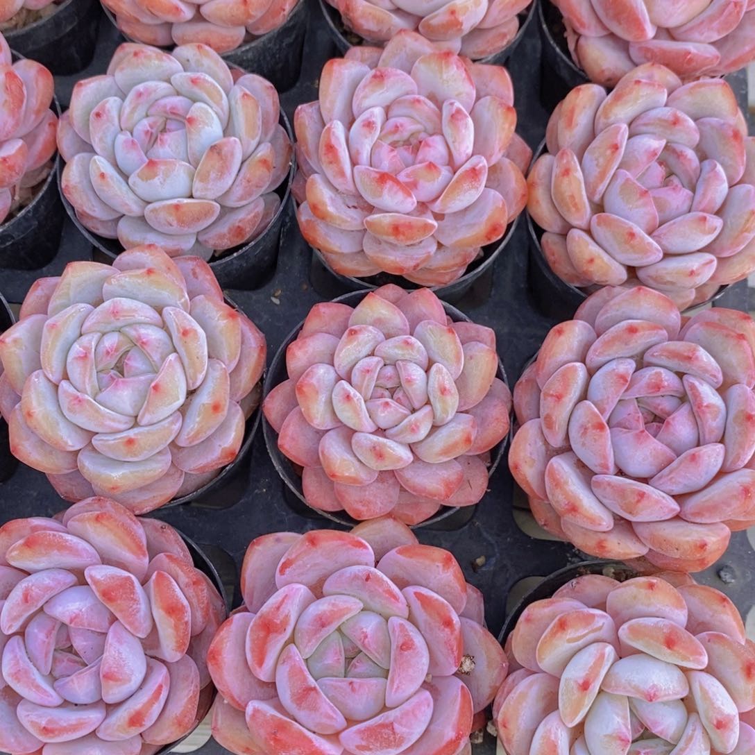 28-02-M奶油石榴籽星影单头两个