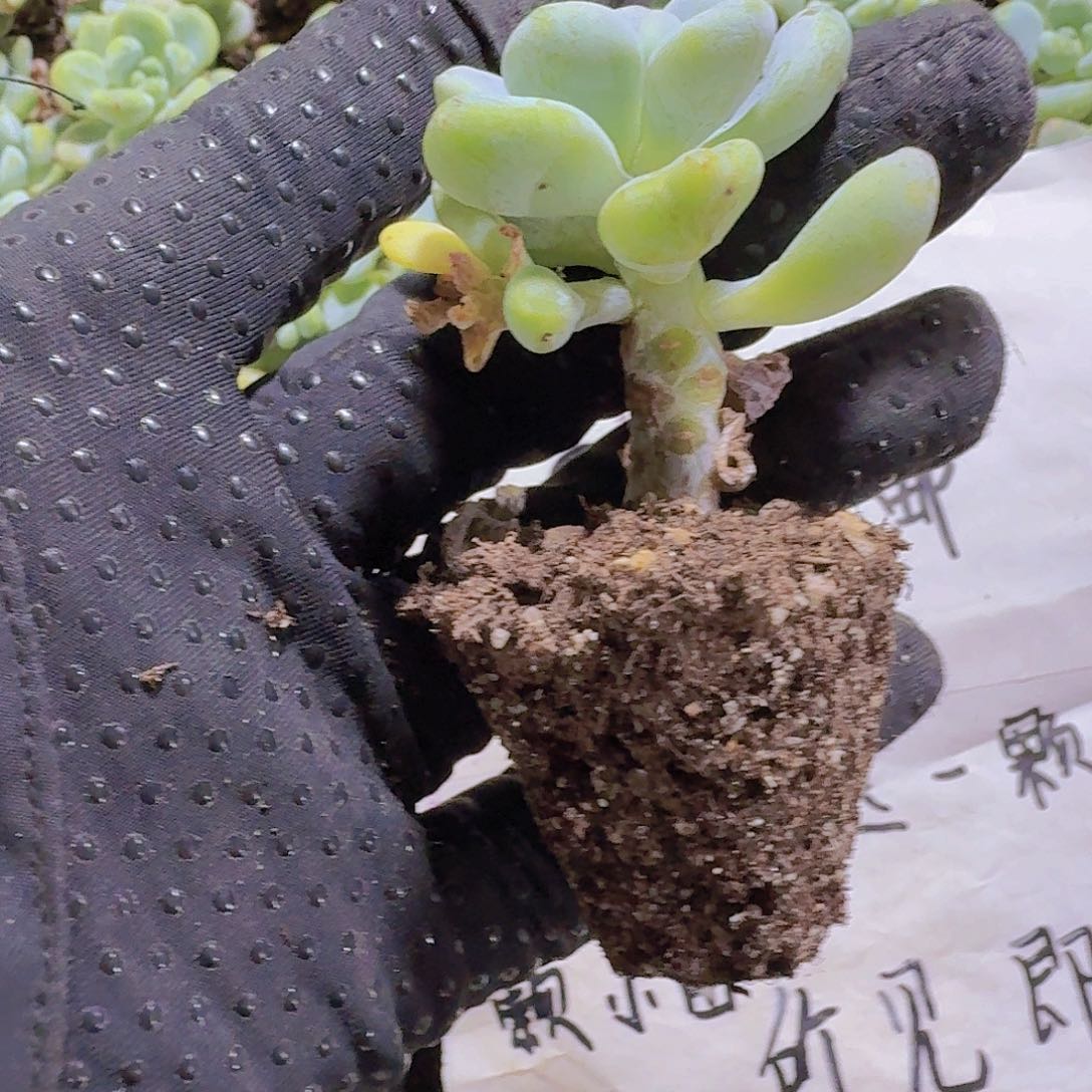 精品劳尔两米三颗