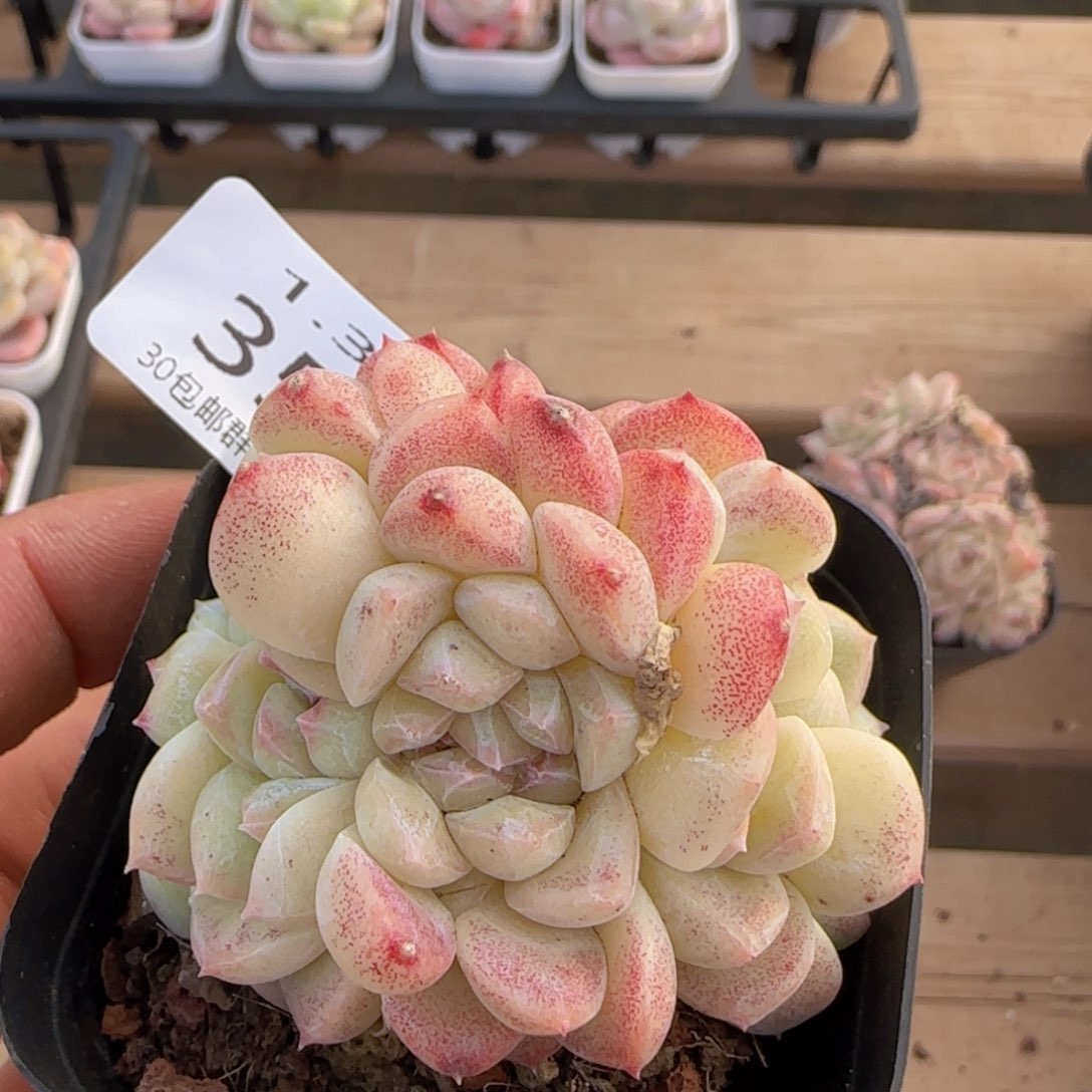 白桃汽水五头朵朵一颗