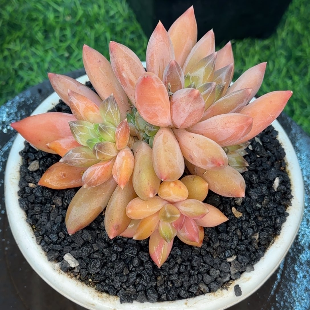 多肉植物多肉植物2