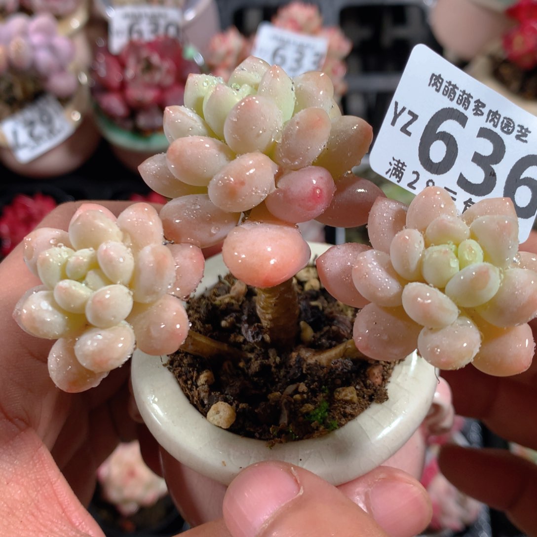 5CM拇指盆精控多肉YZ636