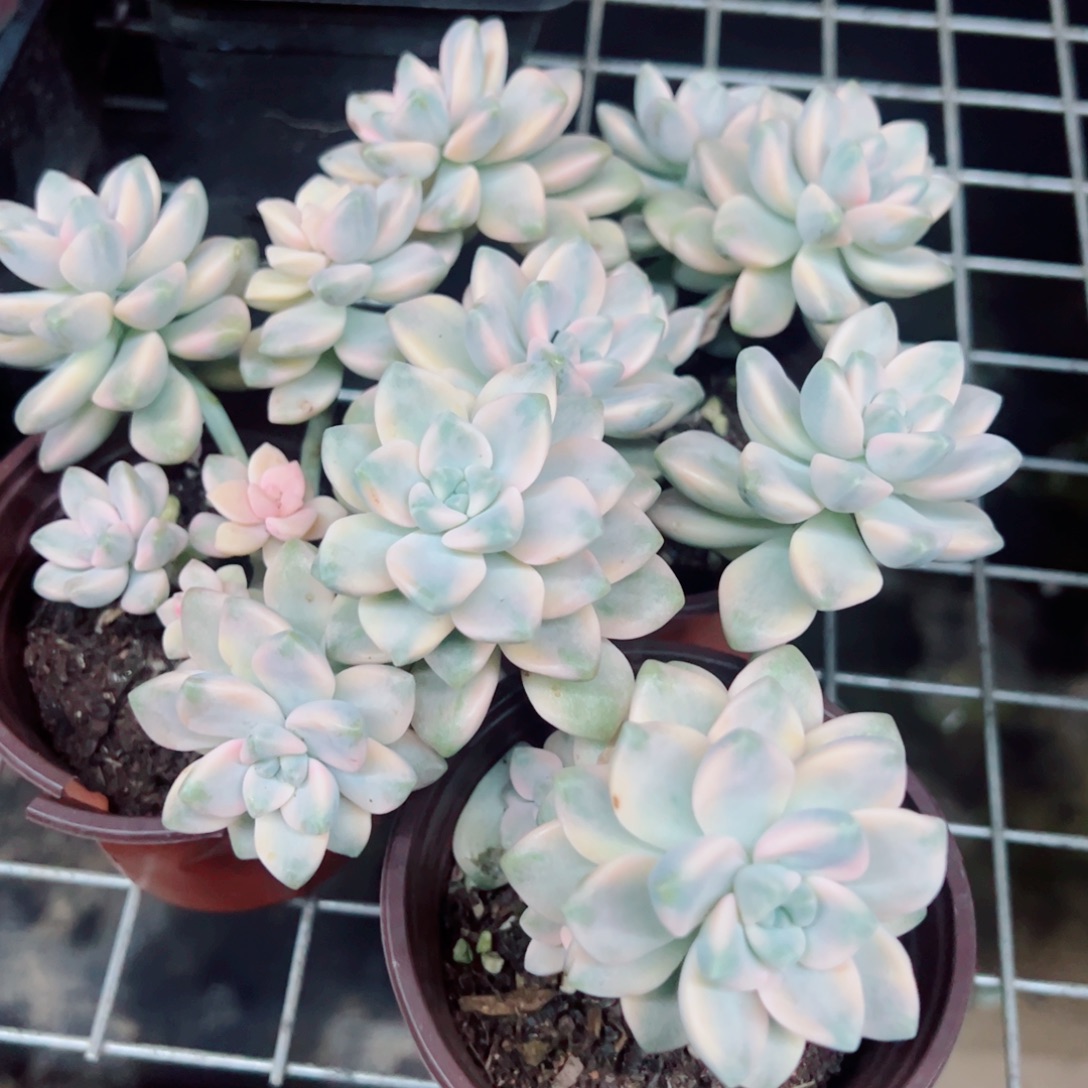 美杏锦整装整群三盆