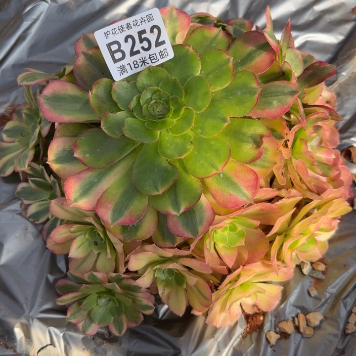 多肉 雨荷花多肉法师植物