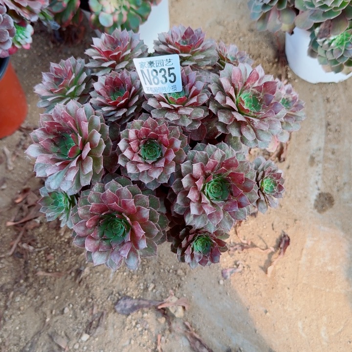 835红魔官服22左右2