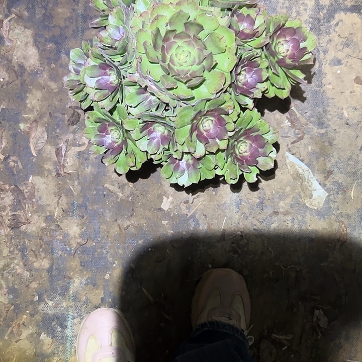 不包侧枝一物一拍3