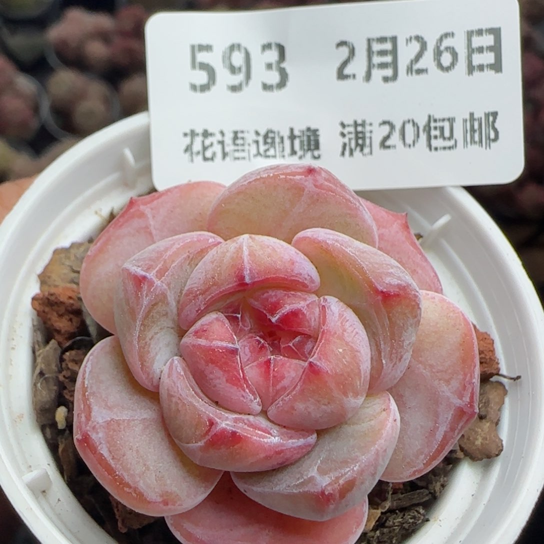 花语逸镜0226-593