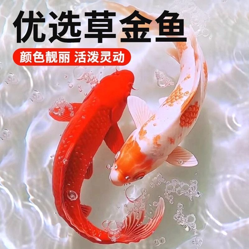 大尺寸红白15-18厘米3条红金鱼冷水观赏鱼好养耐活适合新手包邮