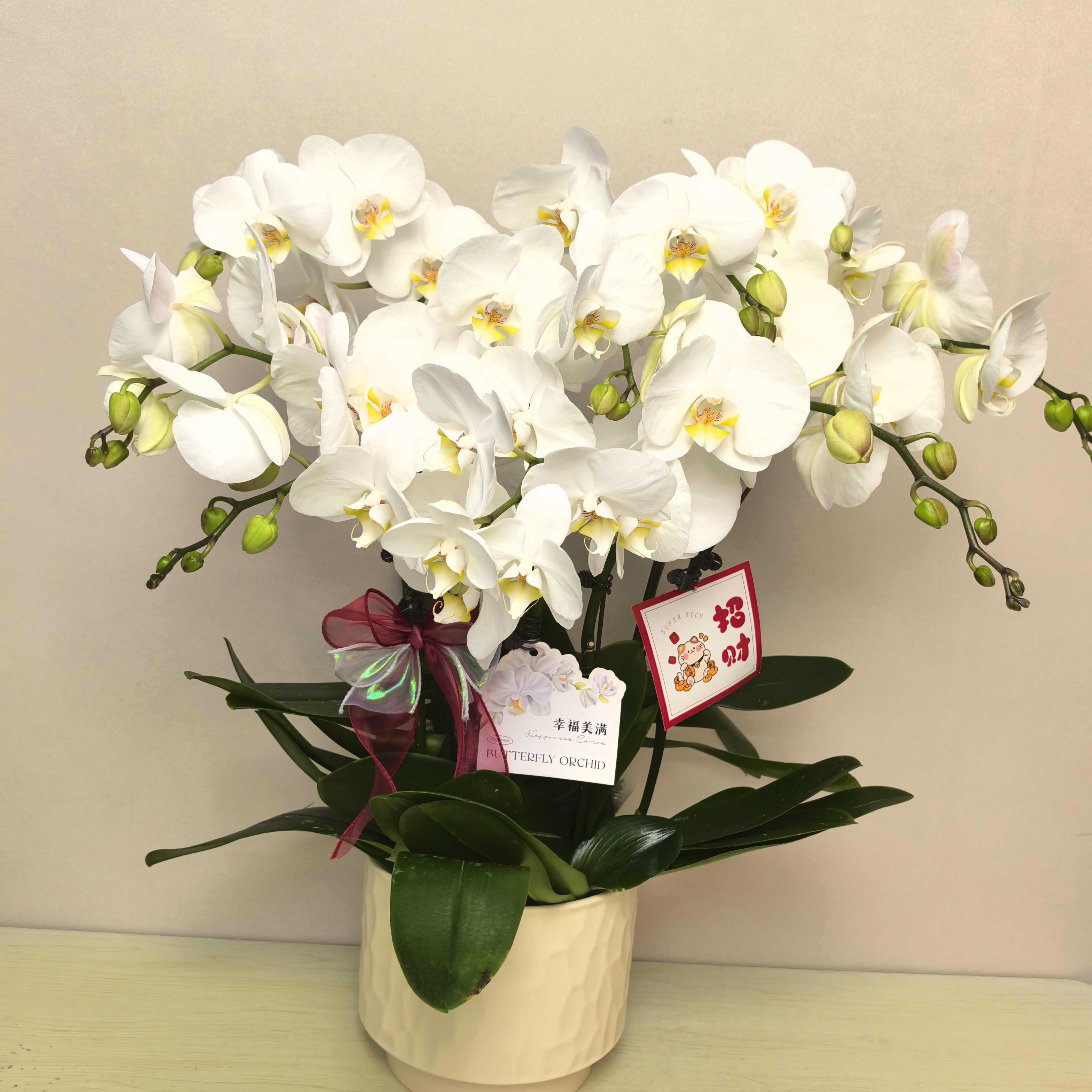 蝴蝶兰《大白V6》白色系大型花  耐养易活 花期长