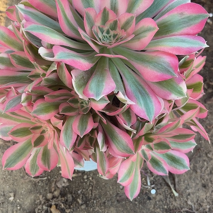 粉仙多肉法师不包损31