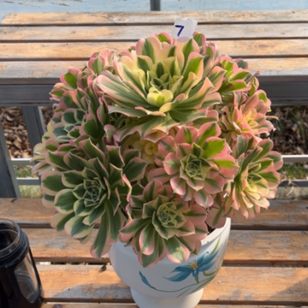 【闪购商品】7白凤多肉法师