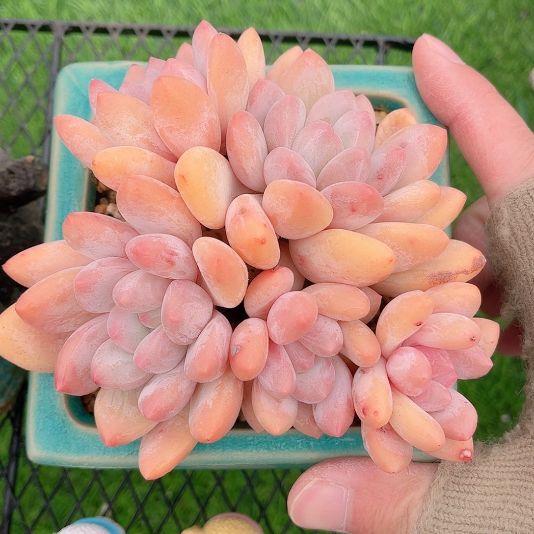 韩版丸叶香水多肉