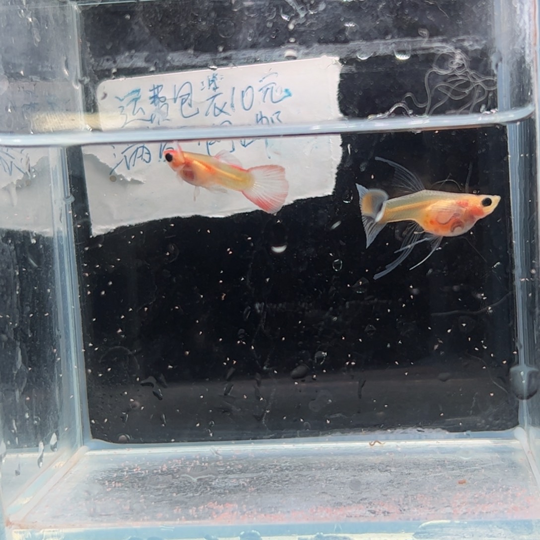 孔雀鱼蓝水晶玻璃猫c11111111111