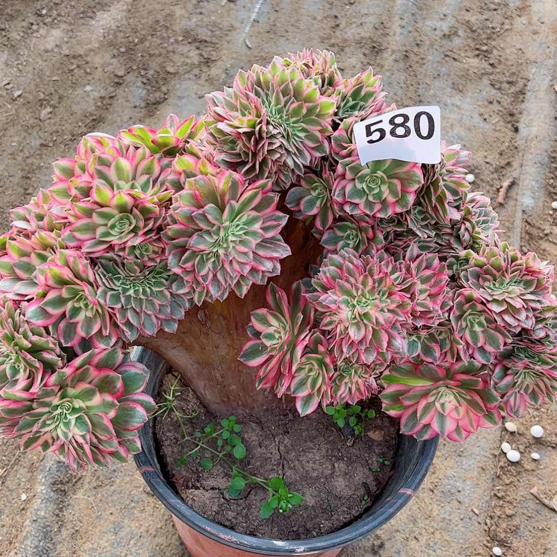 无花朵h*多肉植物580