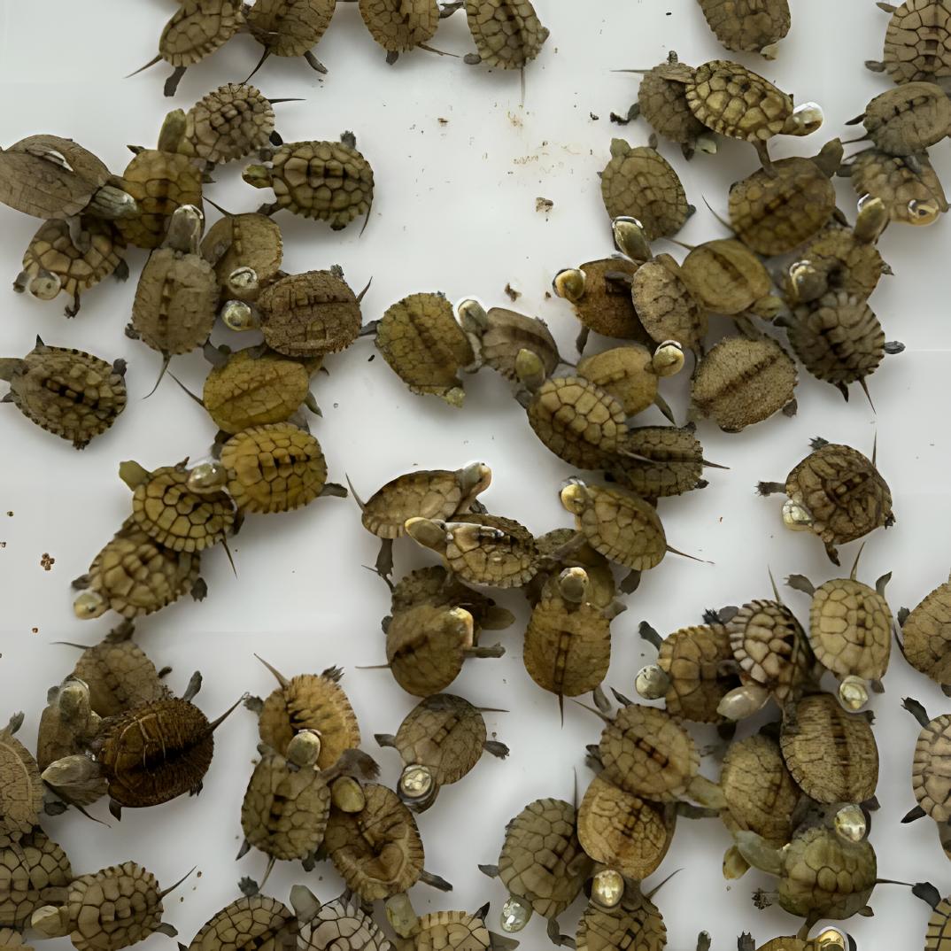 黄喉拟水小青龟 纯种活体观赏宠物龟 浅水龟 龟苗