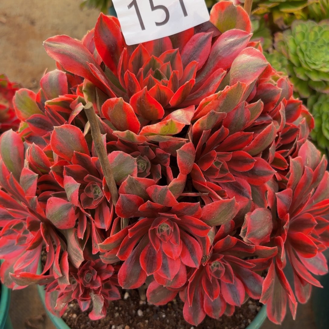 151多肉植物不知名