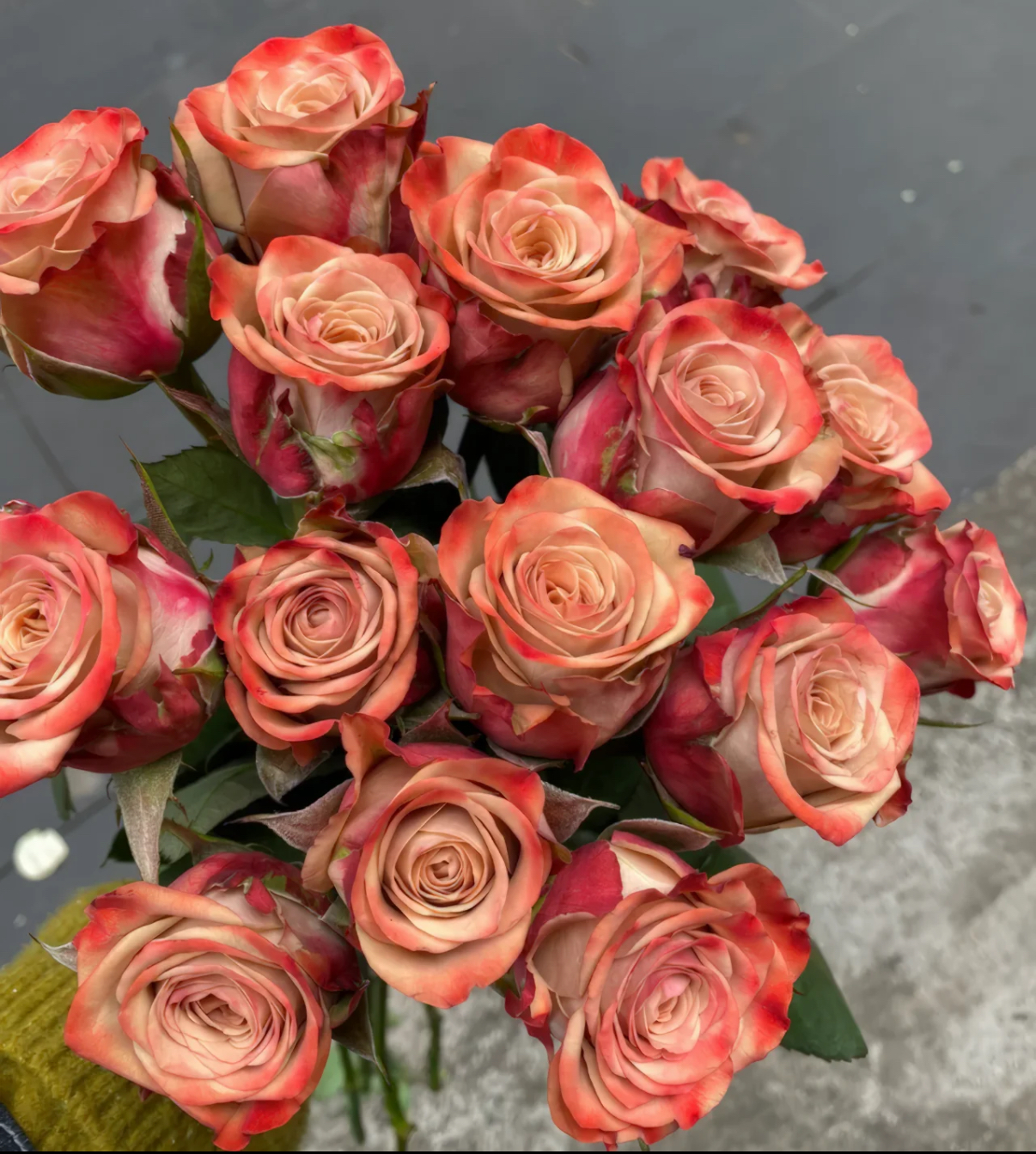 【卡布奇诺2-4个花苞】 独颗老桩切花 四季开花 室内外盆栽玫瑰花