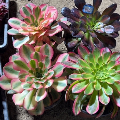 466多肉植物组合