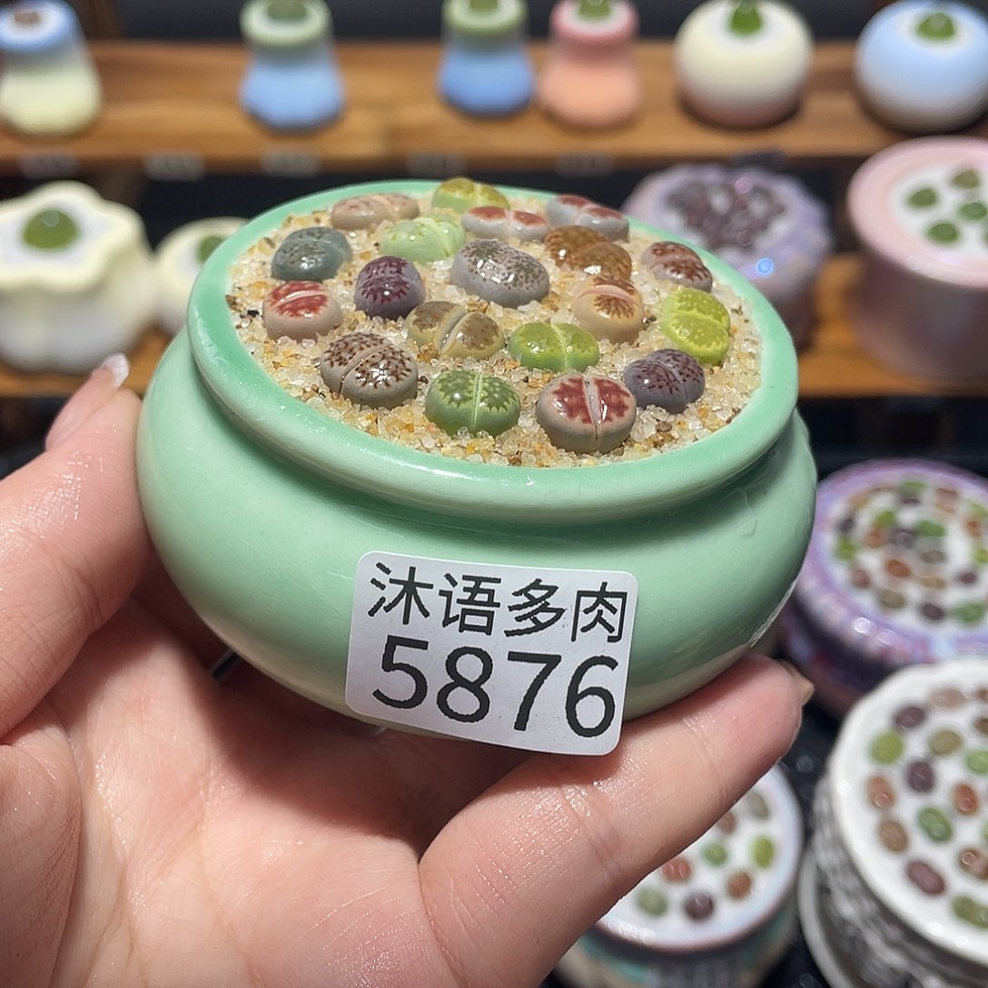 歖***歖带盆土植物 一物一拍5876