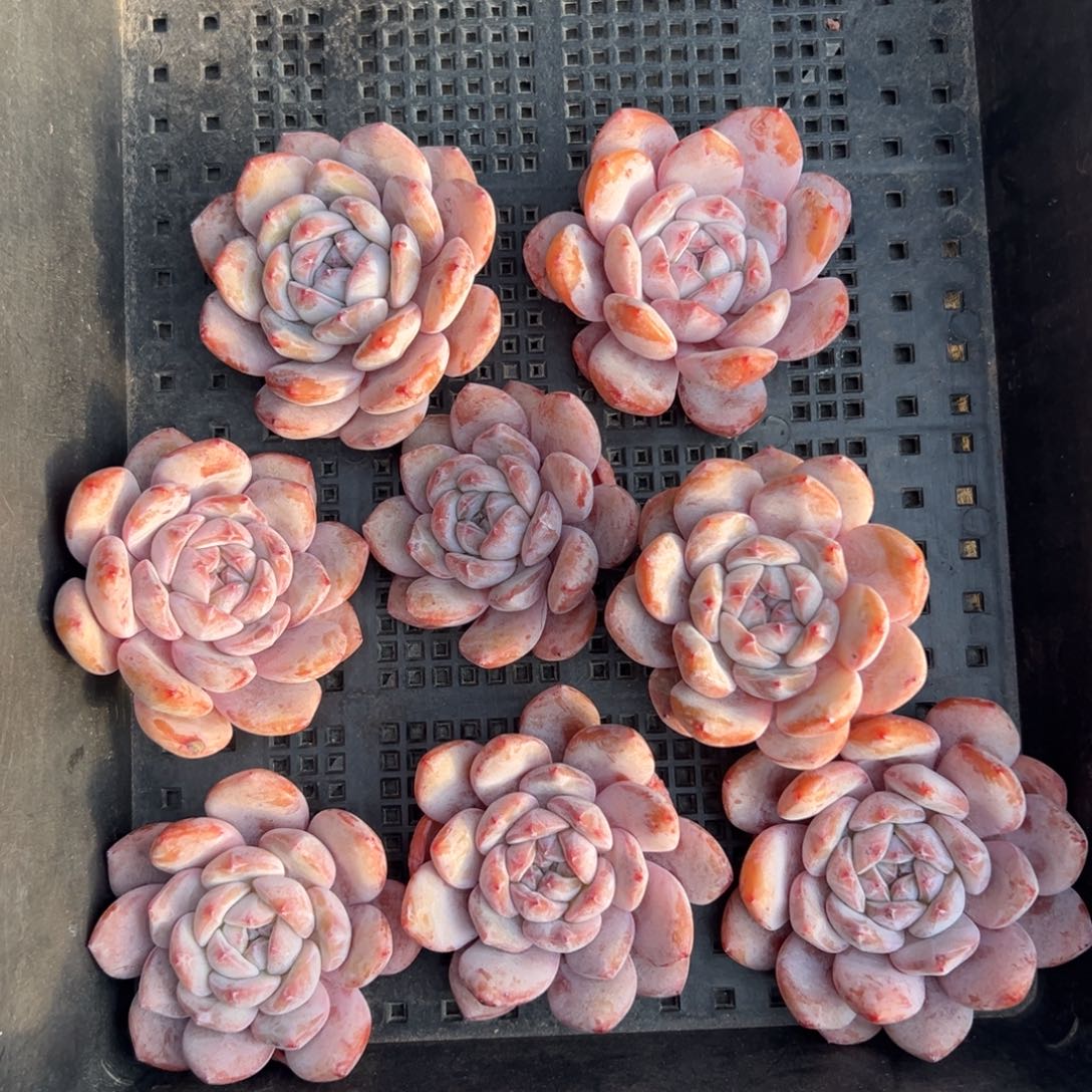 8个星影0000000000