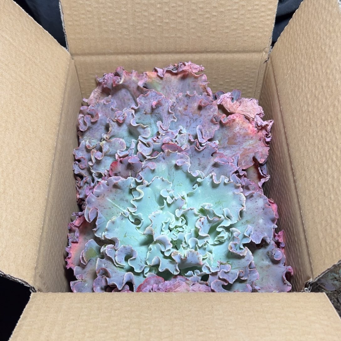 艾***饰地栽砍头瑕疵高莎3棵（不售后）