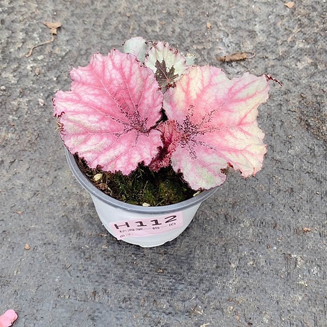 不开花植物天**心秋海棠112
